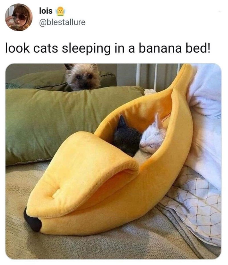 lois @blestallure look cats sleeping in a banana bed!