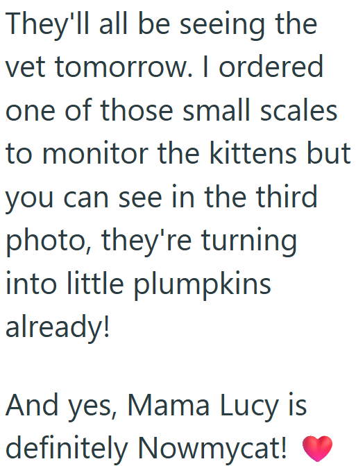 They'll all be seeing the vet tomorrow. I ordered one of those small scales to monitor the kittens but you can see in the third photo, they're turning into little plumpkins already! And yes, Mama Lucy is definitely Nowmycat!