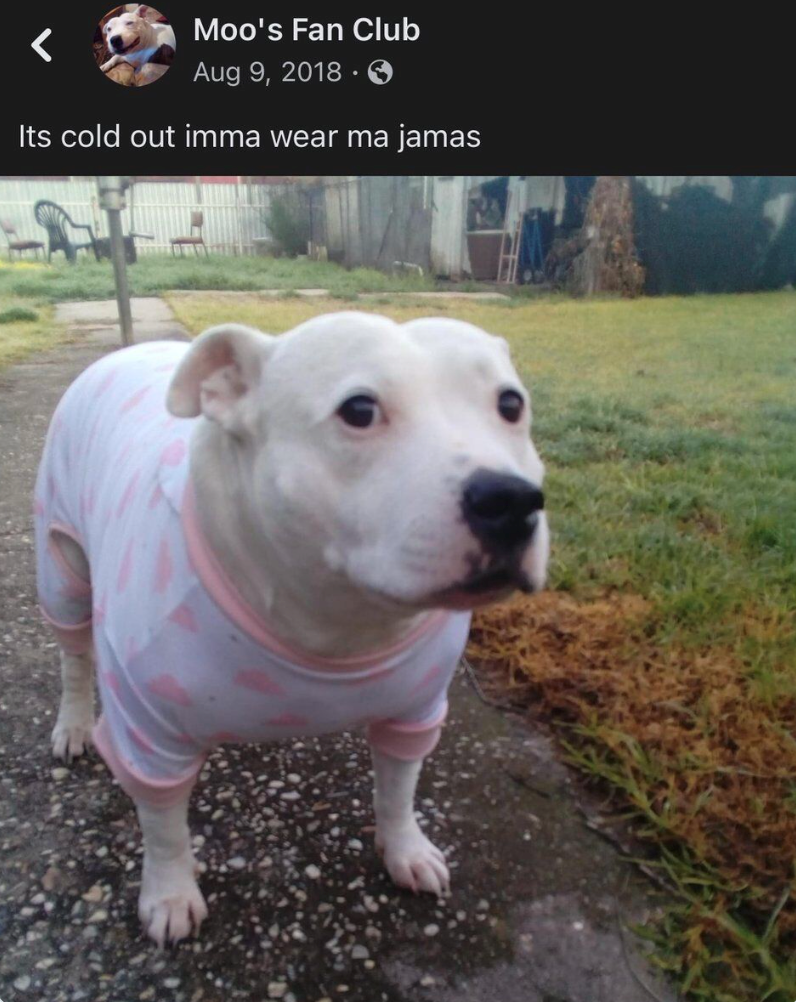 Moo's Fan Club Aug 9, 2018. Its cold out imma wear ma jamas