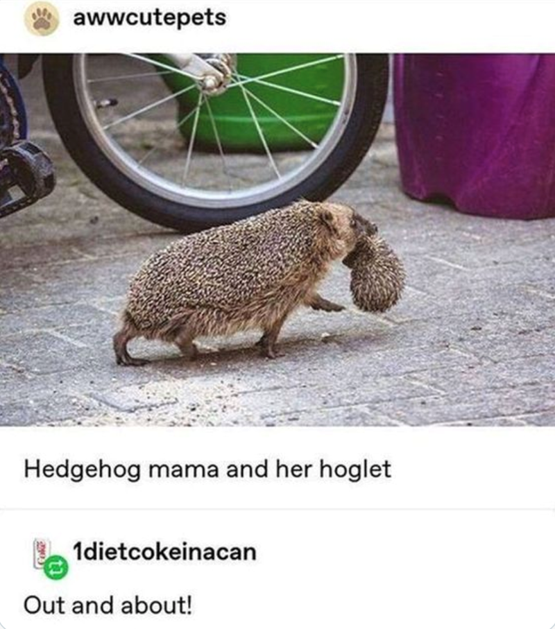 awwcutepets Hedgehog mama and her hoglet 1dietcokeinacan Out and about!