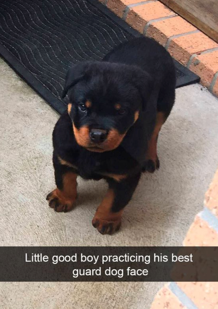 Little good boy practicing his best guard dog face