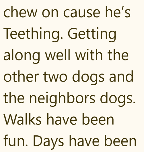 chew on cause he's Teething. Getting along well with the other two dogs and the neighbors dogs. Walks have been fun. Days have been