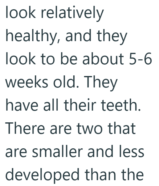 look relatively healthy, and they look to be about 5-6 weeks old. They have all their teeth. There are two that are smaller and less developed than the