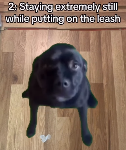 2: Staying extremely still while putting on the leash
