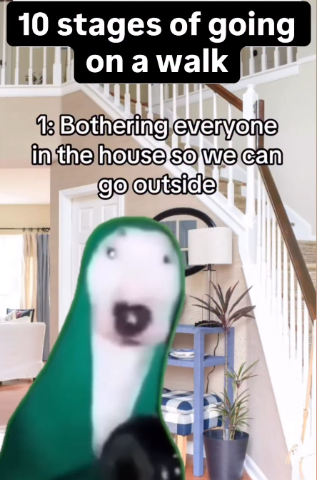10 stages of going on a walk 1: Bothering everyone in the house so we can go outside