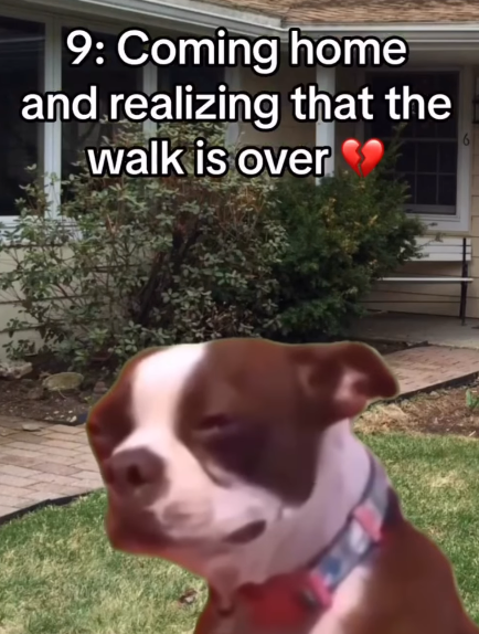 9: Coming home and realizing that the walk is over