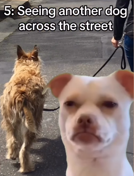 5: Seeing another dog across the street