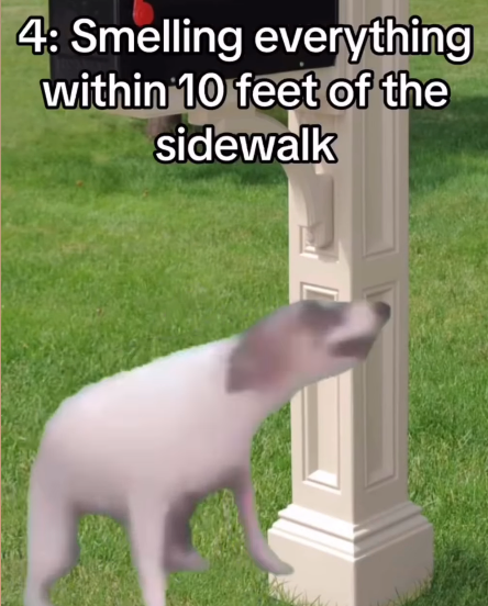 4: Smelling everything within 10 feet of the sidewalk