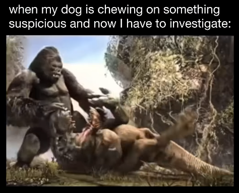 when my dog is chewing on something suspicious and now I have to investigate: