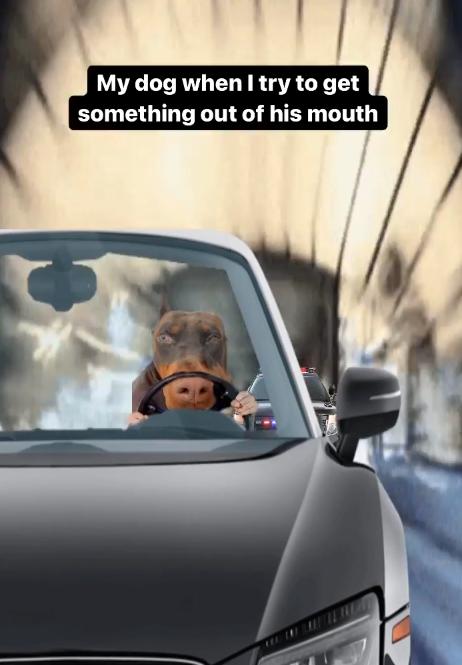 My dog when I try to get something out of his mouth
