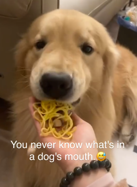 You never know what's in a dog's mouth.