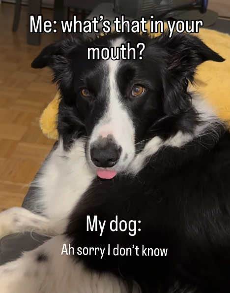 Me: what's that in your mouth? My dog: Ah sorry I don't know