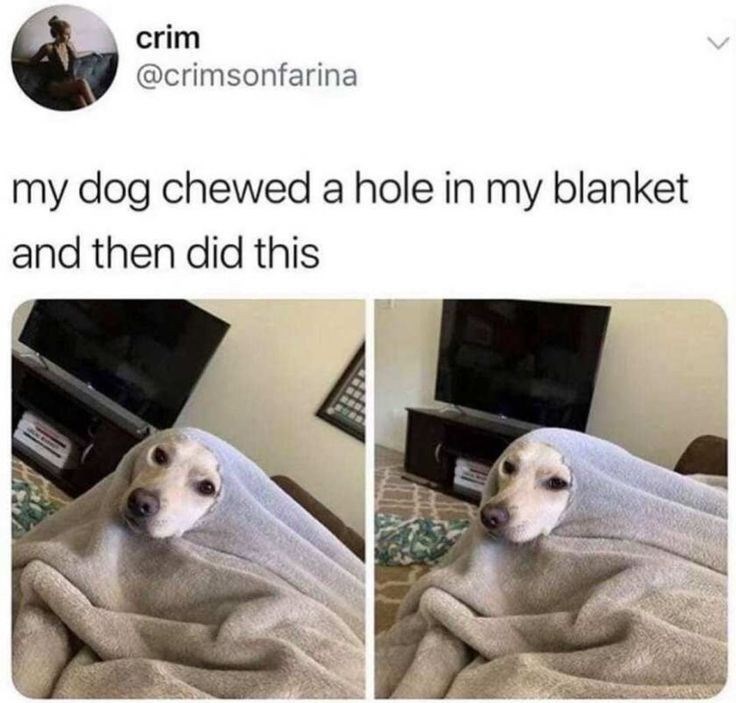 crim @crimsonfarina my dog chewed a hole in my blanket and then did this