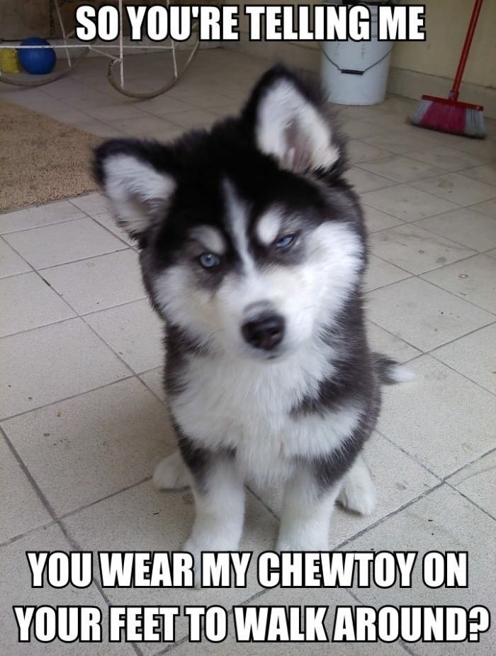 SO YOU'RE TELLING ME YOU WEAR MY CHEWTOY ON YOUR FEET TO WALK AROUND?