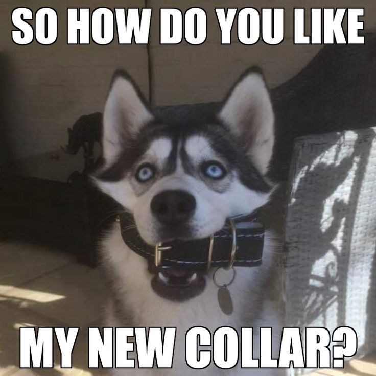 SO HOW DO YOU LIKE MY NEW COLLAR?