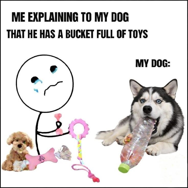 ME EXPLAINING TO MY DOG THAT HE HAS A BUCKET FULL OF TOYS MY DOG: