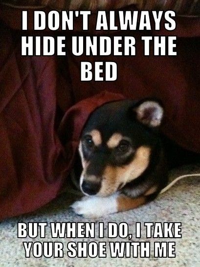 I DON'T ALWAYS HIDE UNDER THE BED BUT WHEN I DO, I TAKE YOUR SHOE WITH ME