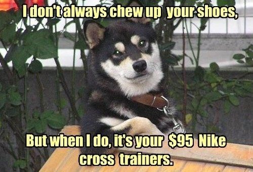 I don't always chew up your shoes, But when I do, it's your $95 Nike cross trainers.