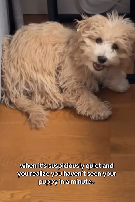 when it's suspiciously quiet and you realize you haven't seen your puppy in a minute..