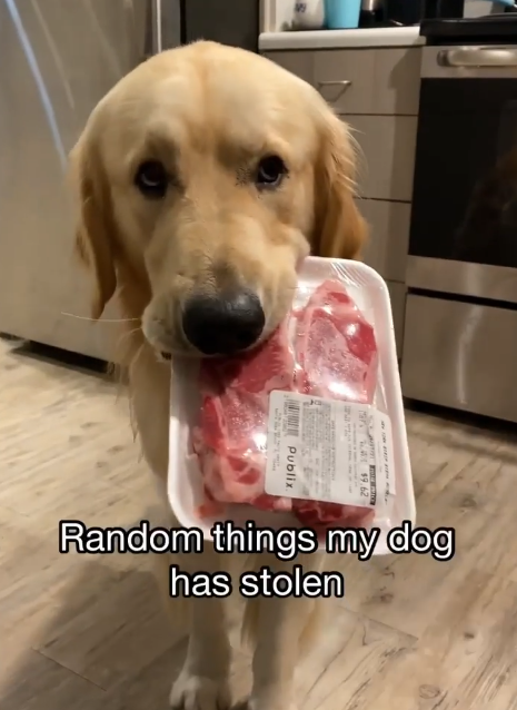 S Publix. $9.62 Random things my dog has stolen