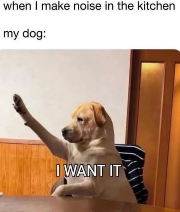 when I make noise in the kitchen my dog: I WANT IT