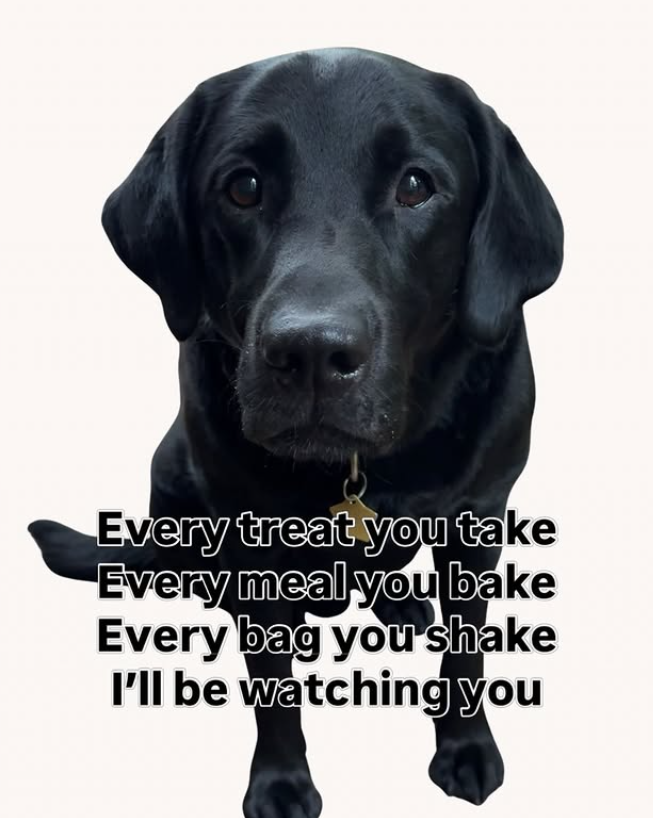Every treat you take Every meal you bake Every bag you shake I'll be watching you