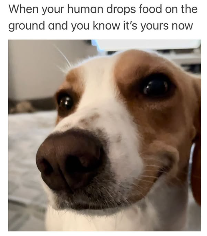 When your human drops food on the ground and you know it's yours now