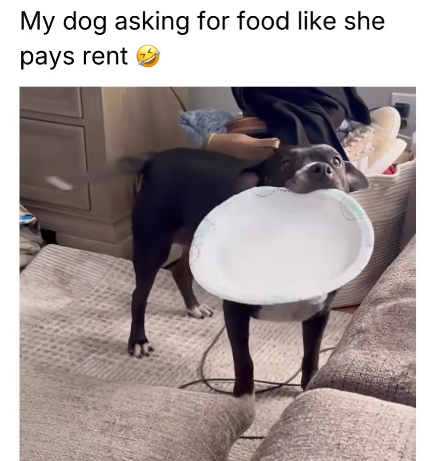 My dog asking for food like she pays rent