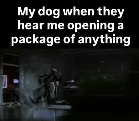 My dog when they hear me opening a package of anything