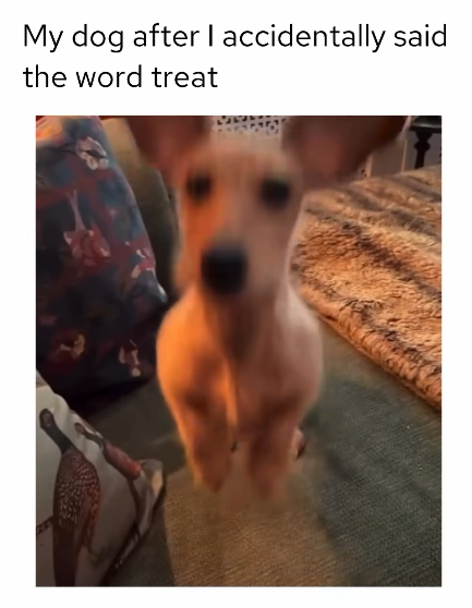 My dog after I accidentally said the word treat