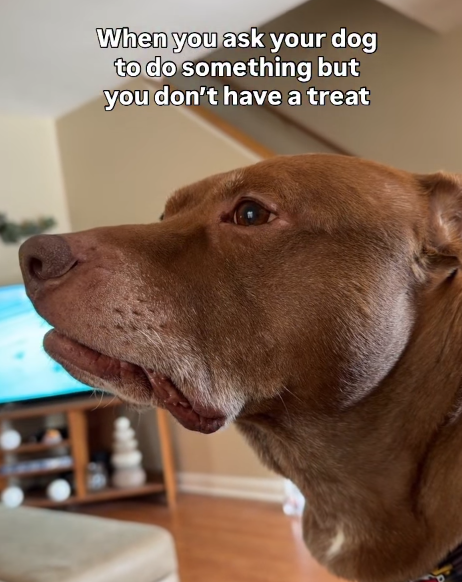 When you ask your dog to do something but you don't have a treat