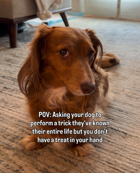 POV: Asking your dog to perform a trick they've known their entire life but you don't have a treat in your hand