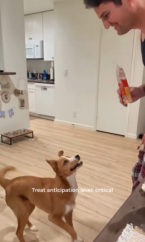 K F Treat anticipation level: critical
