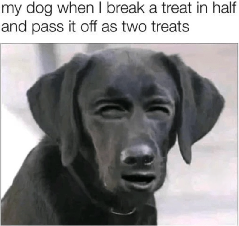my dog when I break a treat in half and pass it off as two treats.