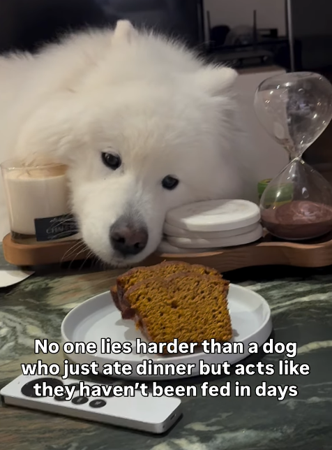 CHIN No one lies harder than a dog who just ate dinner but acts like they haven't been fed in days