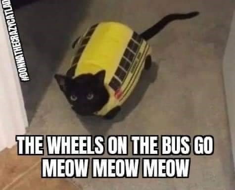 #DONNATHECRAZYCATLAD THE WHEELS ON THE BUS GO MEOW MEOW MEOW