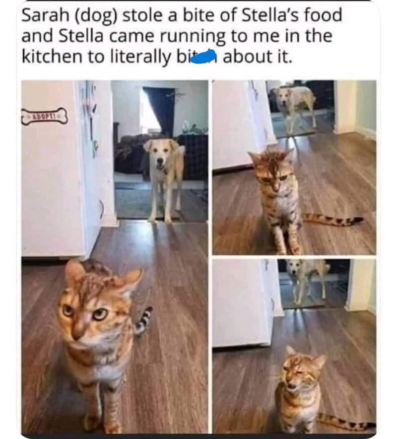 Sarah (dog) stole a bite of Stella's food and Stella came running to me in the kitchen to literally bit about it. ADOPTI