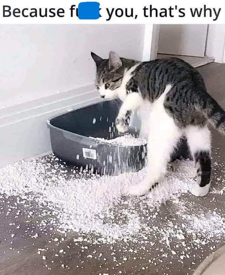 Because f you, that's why