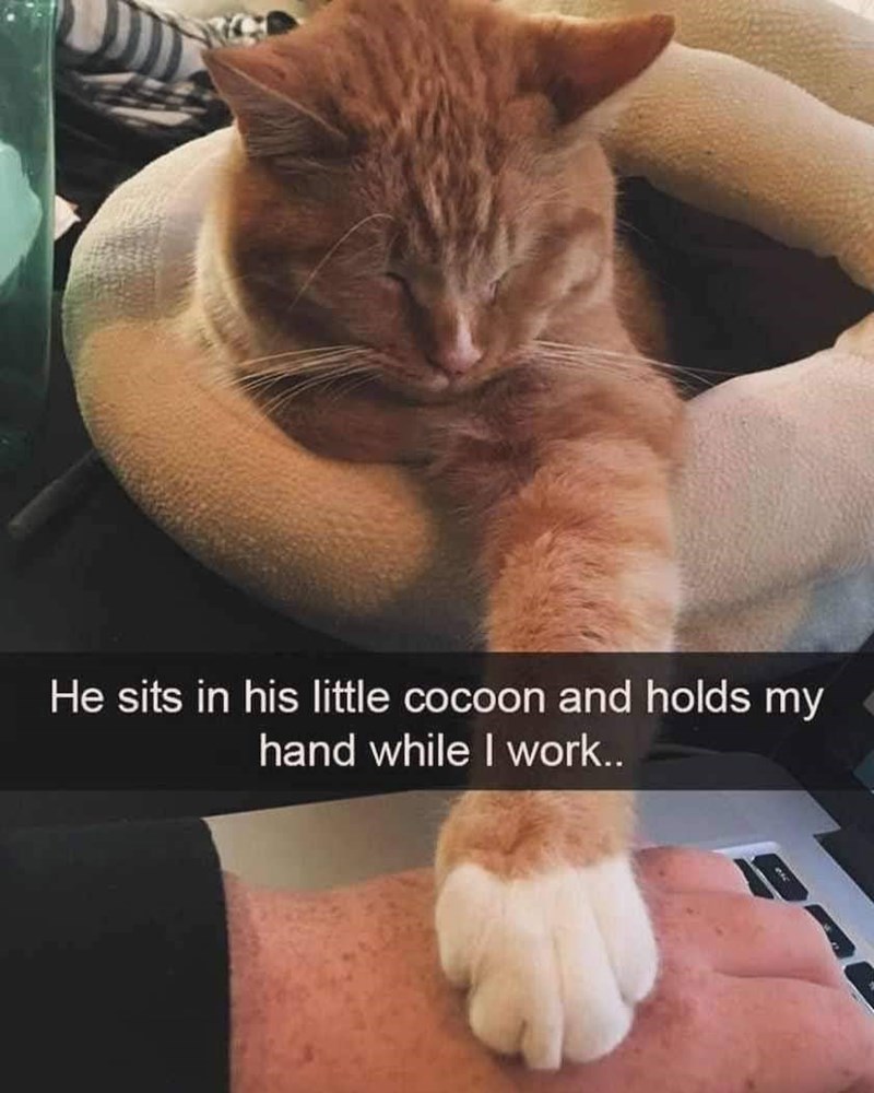 He sits in his little cocoon and holds my hand while I work..