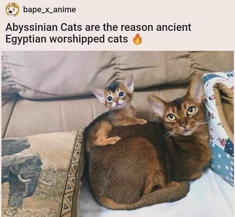 bape_x_anime Abyssinian Cats are the reason ancient Egyptian worshipped cats VAVA
