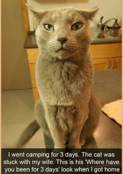 I went camping for 3 days. The cat was stuck with my wife. This is his 'Where have you been for 3 days' look when I got home