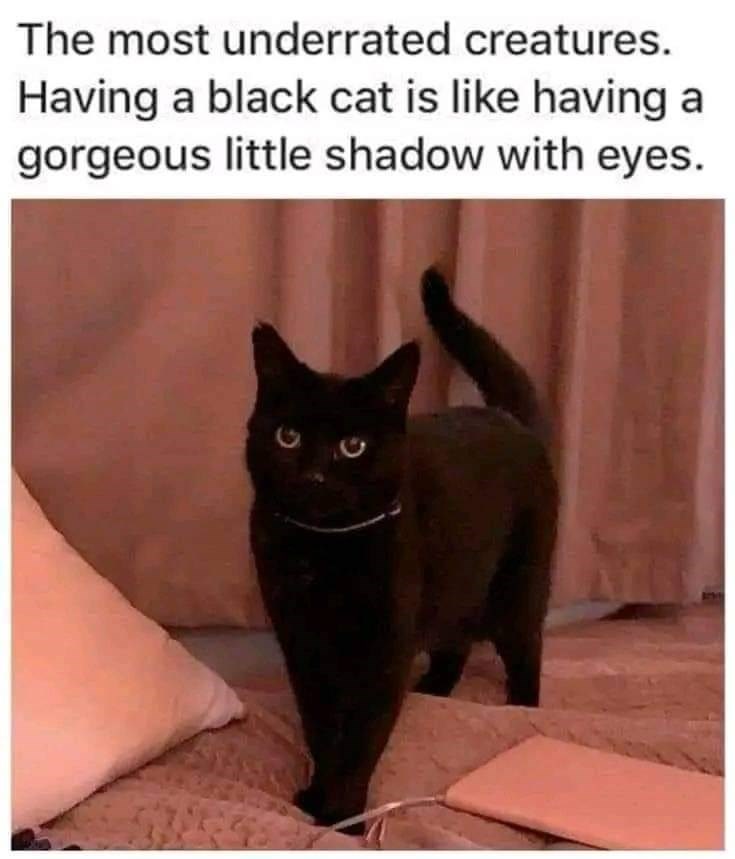 The most underrated creatures. Having a black cat is like having gorgeous little shadow with eyes.
