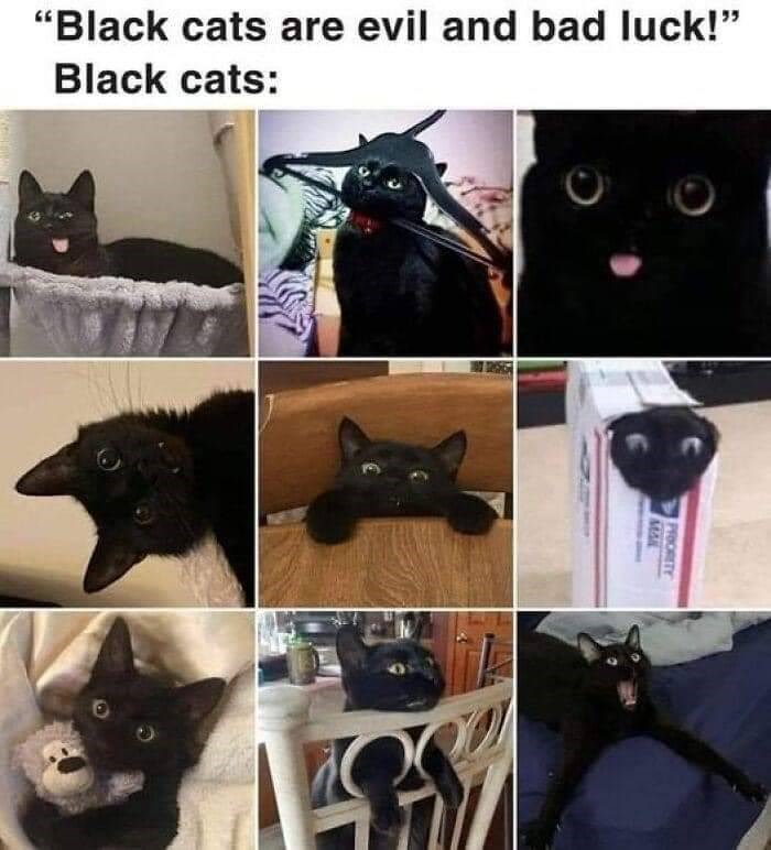 “Black cats are evil and bad luck!” Black cats: MAN PRIORITY