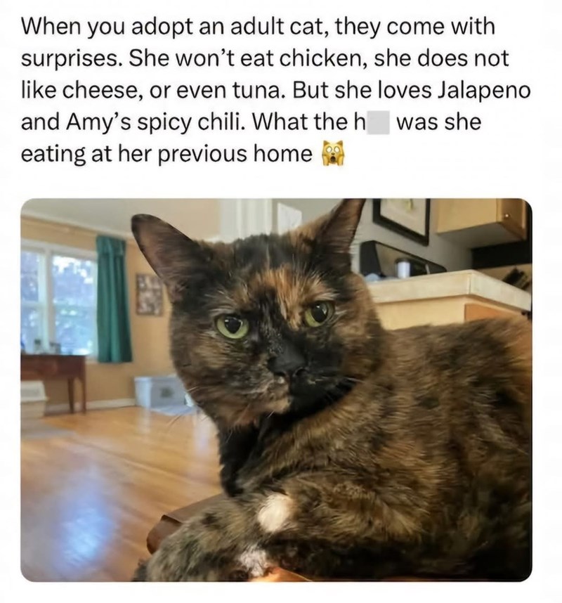When you adopt an adult cat, they come with surprises. She won't eat chicken, she does not like cheese, or even tuna. But she loves Jalapeno and Amy's spicy chili. What the h was she eating at her previous home