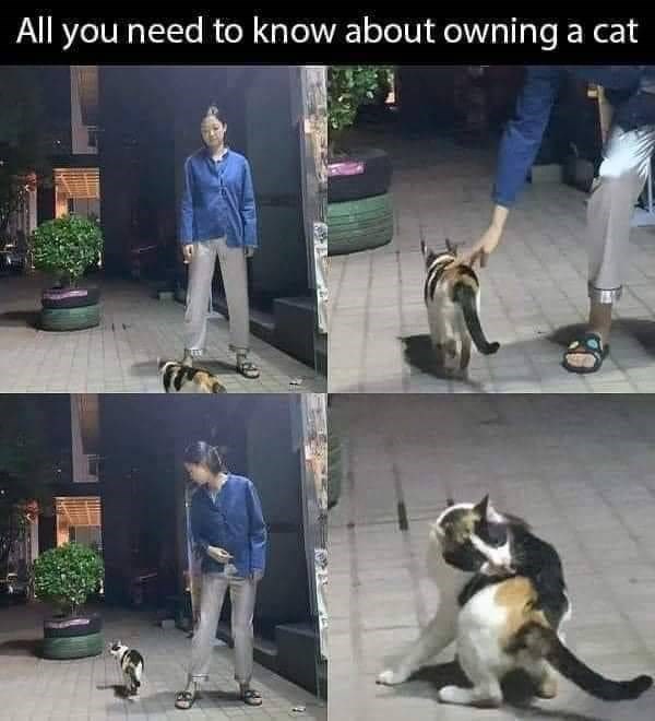 All you need to know about owning a cat
