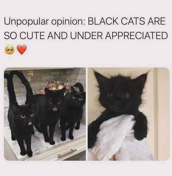 Unpopular opinion: BLACK CATS ARE SO CUTE AND UNDER APPRECIATED
