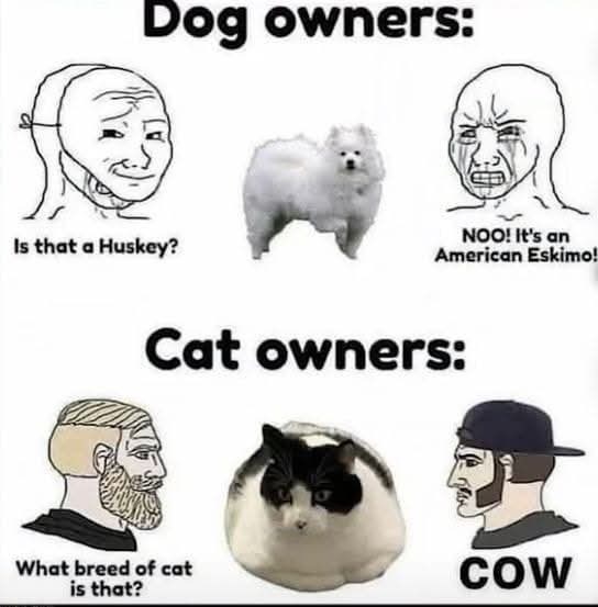 Dog owners: Is that a Huskey? NOO! It's an American Eskimo! Cat owners: What breed of cat is that? COW