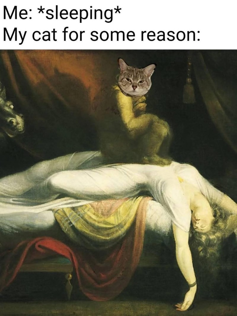 Me: *sleeping* My cat for some reason:
