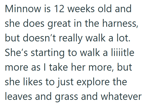 Minnow is 12 weeks old and she does great in the harness, but doesn't really walk a lot. She's starting to walk a liiiitle more as I take her more, but she likes to just explore the leaves and grass and whatever