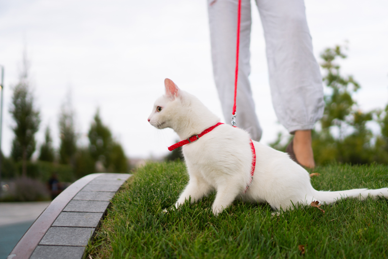 A white cat during a leashed walk in a park. The cat looks a little afraid, standing next to the woman who walks it. 
